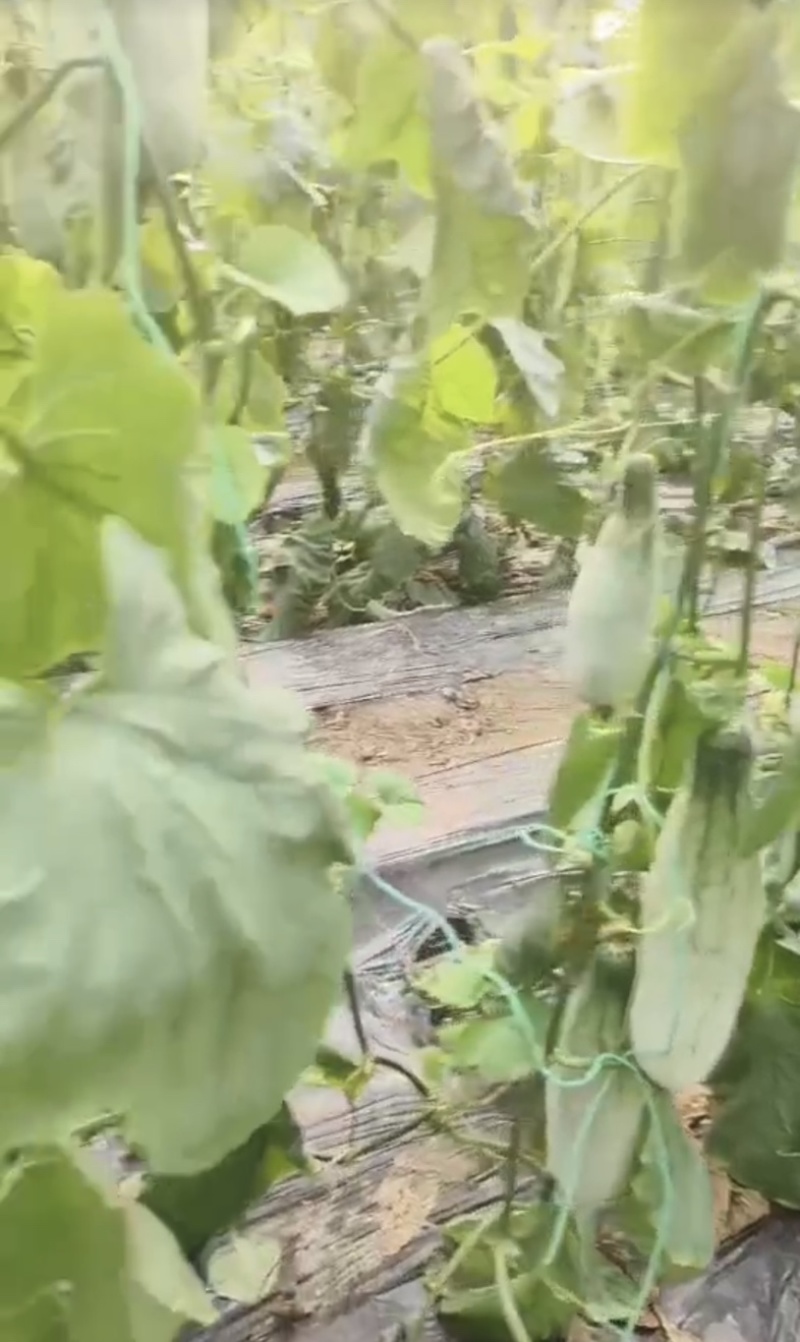 羊角蜜博大量上市需要的联系我每天大量供应，欢迎电商咨询。