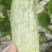羊角蜜博大量上市需要的联系我每天大量供应，欢迎电商咨询。