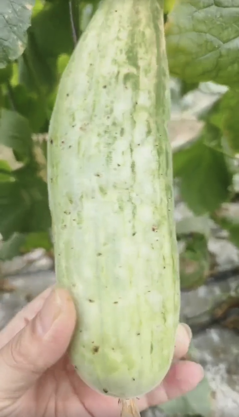 羊角蜜博大量上市需要的联系我每天大量供应，欢迎电商咨询。