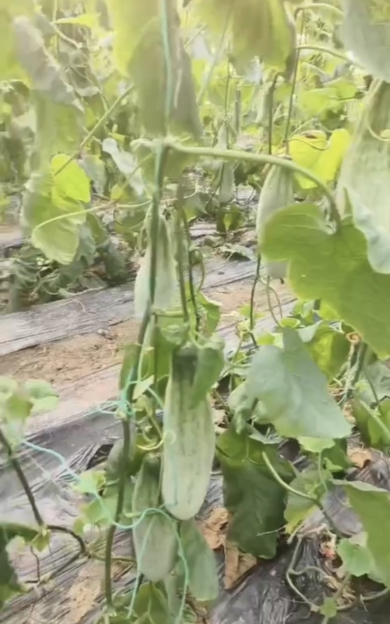 羊角蜜博大量上市需要的联系我每天大量供应，欢迎电商咨询。