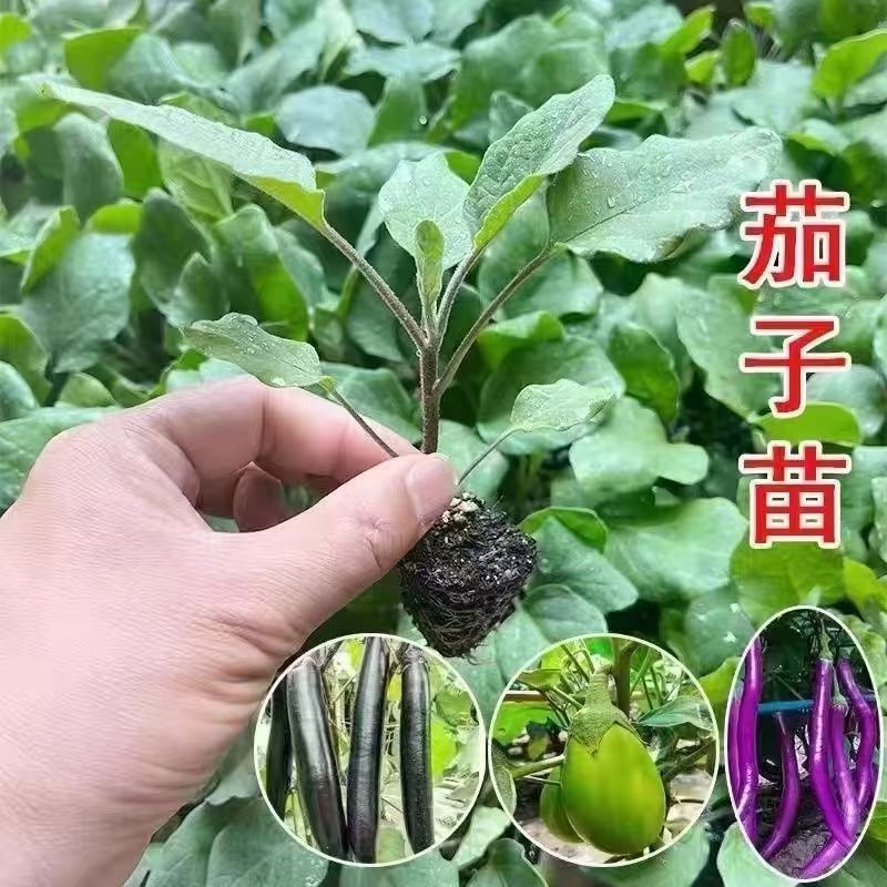 茄子苗长茄圆茄苗各种茄子苗根系发达成活高价格优惠