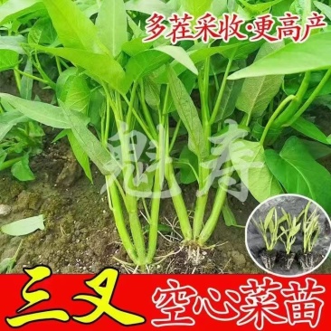 精品三叉空心菜苗厂家直发货源充足价格优惠规格齐全包售后