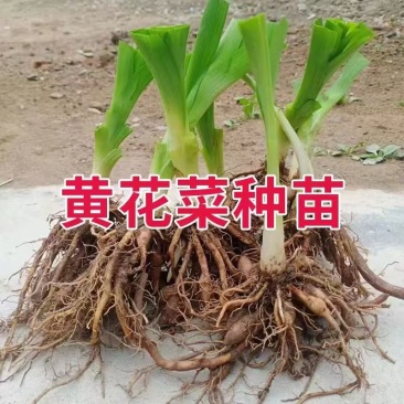 精品黄花菜根种苗有茎无茎规格齐全厂家直发包售后价格优惠