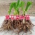 精品黄花菜根种苗有茎无茎规格齐全厂家直发包售后价格优惠