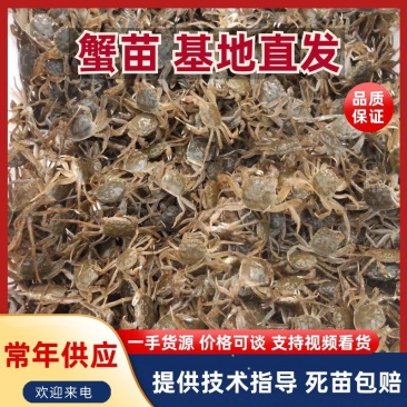 优质盘锦稻田河蟹蟹苗各种规格都有供应全国