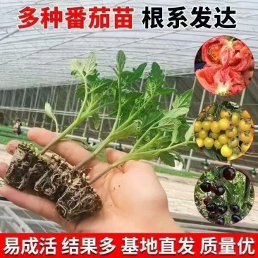 番茄苗各种圣女果苗结果多易存活基地直发包售后价格优惠