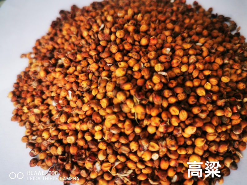高粱新高粱带皮酿酒，酿醋，喂鸽子，品质保证