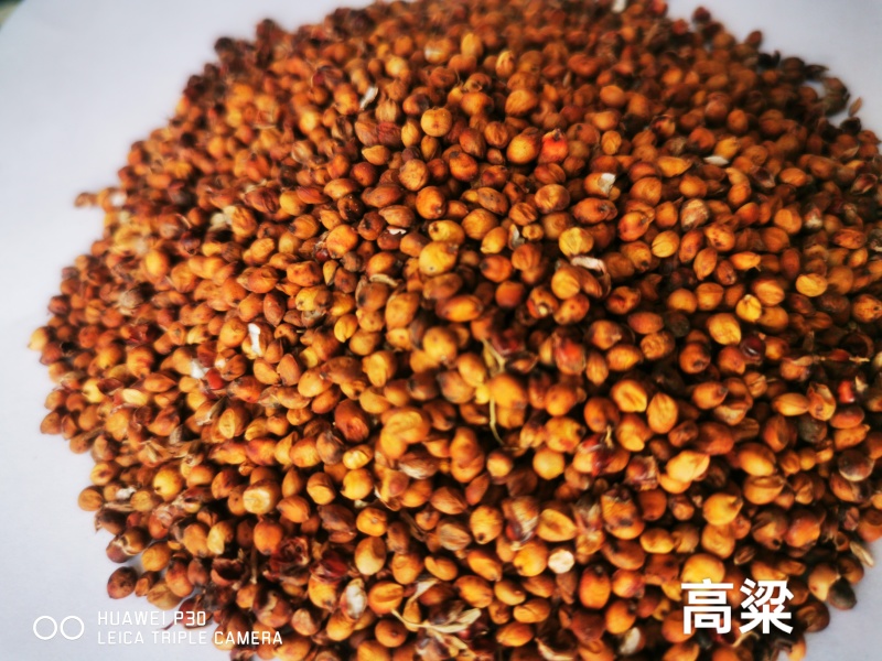 高粱新高粱带皮酿酒，酿醋，喂鸽子，品质保证