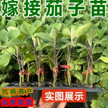 嫁接茄子苗紫茄苗长茄苗圆茄苗各种蔬菜种苗欢迎选