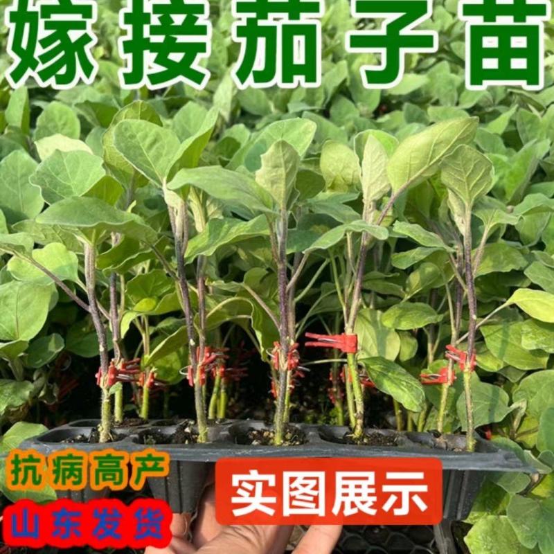 嫁接茄子苗紫茄苗长茄苗圆茄苗各种蔬菜种苗欢迎选
