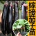 嫁接茄子苗紫茄苗长茄苗圆茄苗各种蔬菜种苗欢迎选