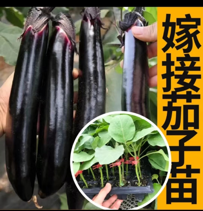 嫁接茄子苗紫茄苗长茄苗圆茄苗各种蔬菜种苗欢迎选