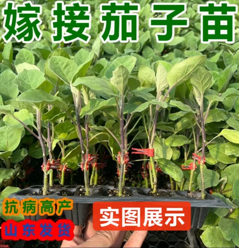嫁接茄子苗紫茄苗长茄苗圆茄苗各种蔬菜种苗欢迎选