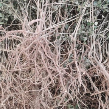 小叶绣花针（虎刺）全草干货