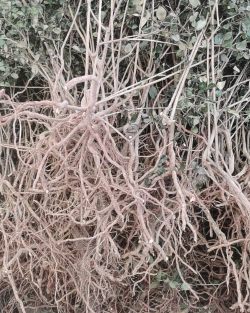 小叶绣花针（虎刺）全草干货