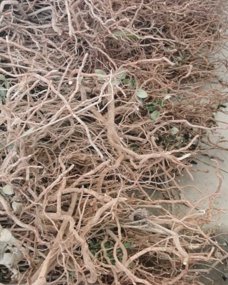 小叶绣花针（虎刺）全草干货