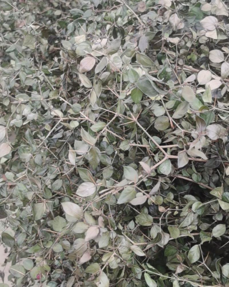 小叶绣花针（虎刺）全草干货