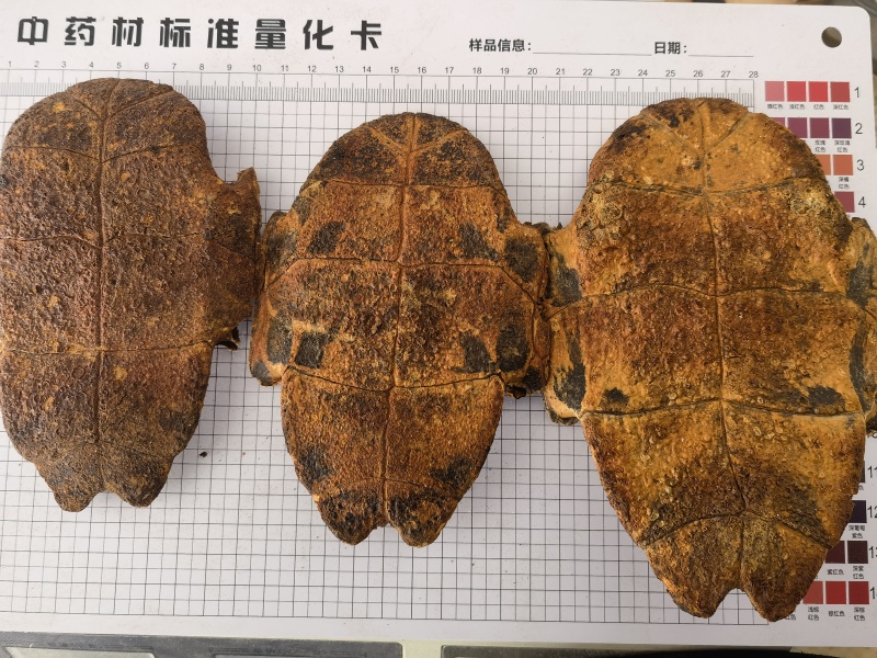 龟板，旱龟板，选关书药材桟，批发各种规格中药材实拍图