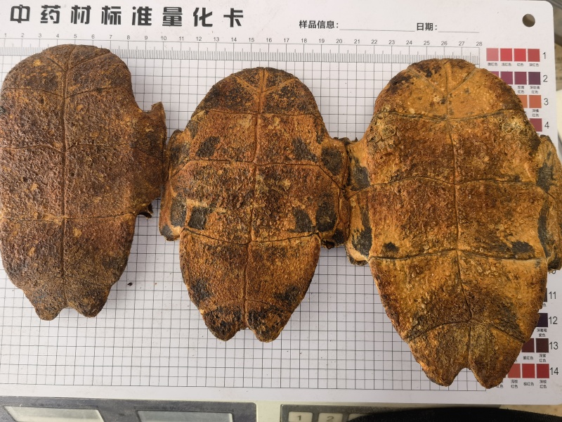 龟板，旱龟板，选关书药材桟，批发各种规格中药材实拍图