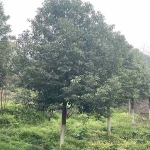 香樟18-24公分大量有货产地直发可视频看货