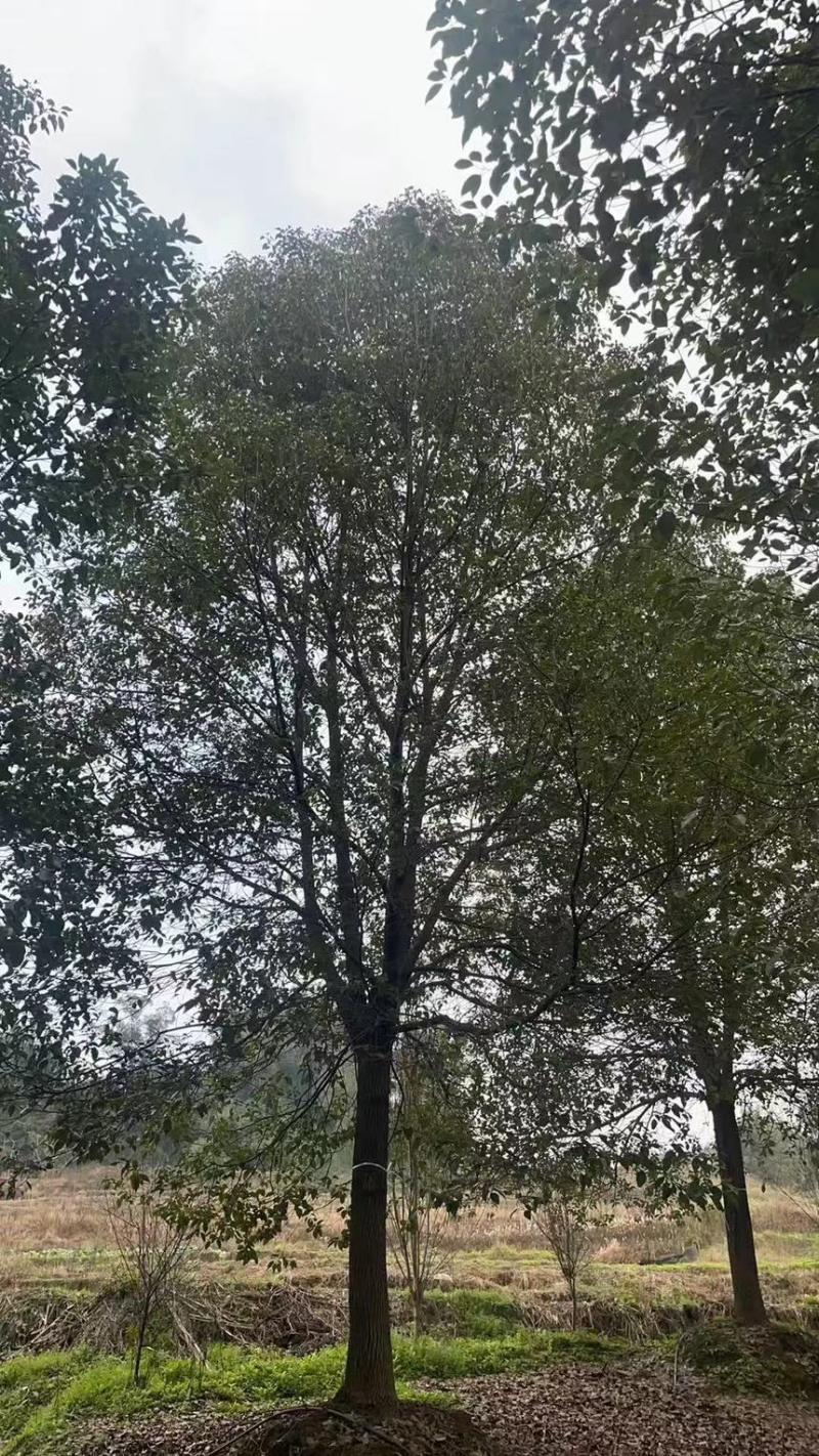 香樟18-24公分大量有货产地直发可视频看货