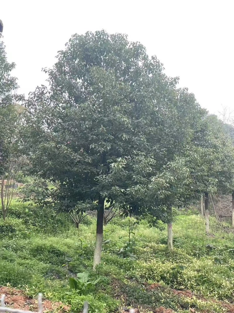 香樟18-24公分大量有货产地直发可视频看货