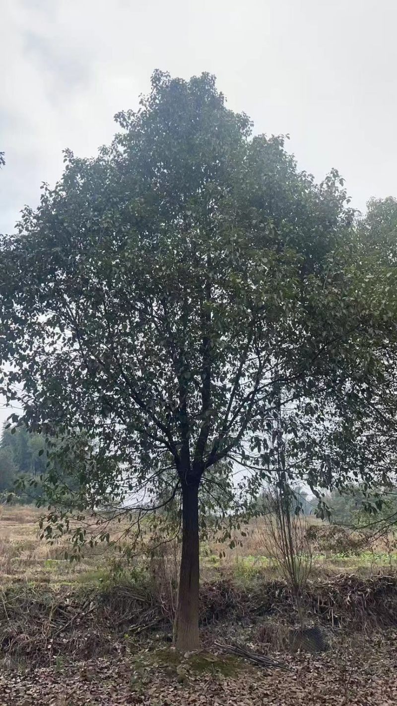 香樟18-24公分大量有货产地直发可视频看货