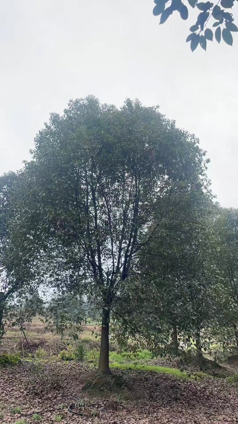 香樟18-24公分大量有货产地直发可视频看货