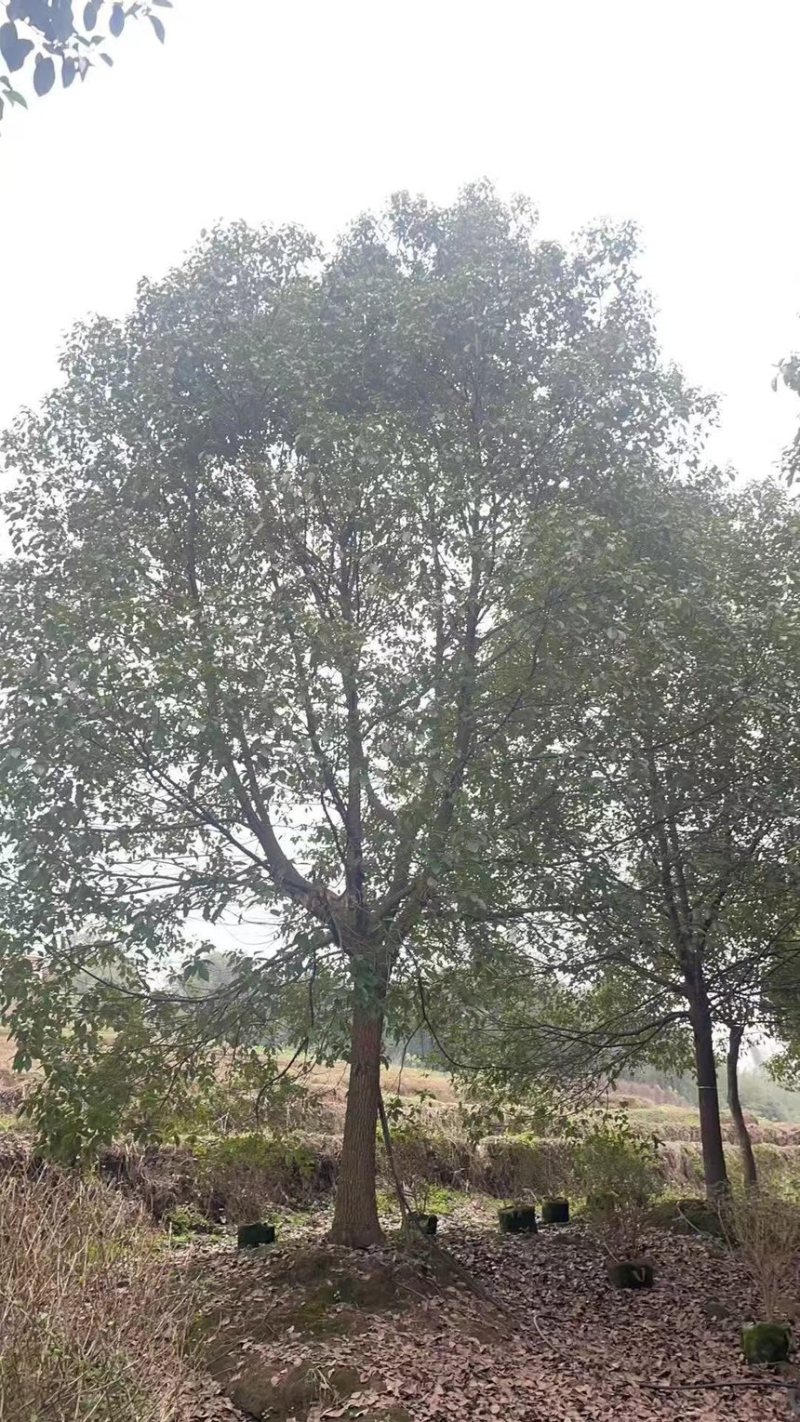 香樟18-24公分大量有货产地直发可视频看货