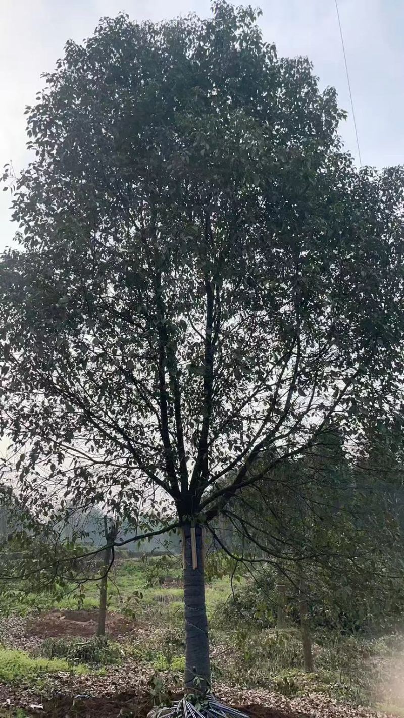 香樟18-24公分大量有货产地直发可视频看货