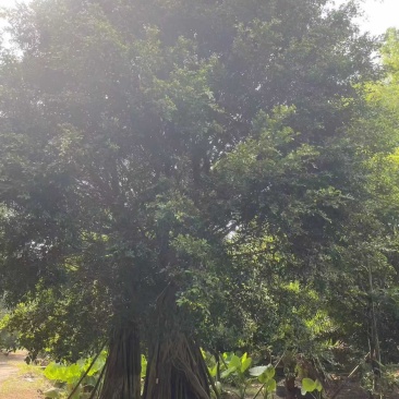 巨型榕树50-180cm提供技术指导存活率高