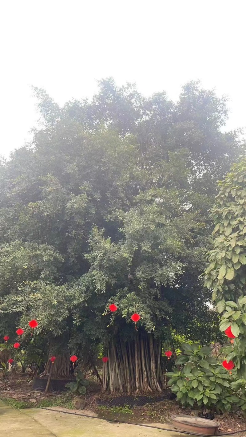 巨型榕树50-180cm提供技术指导存活率高