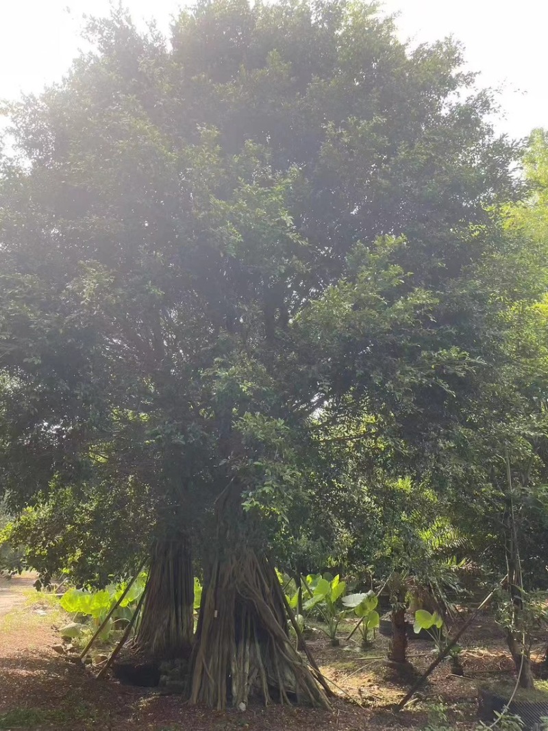 巨型榕树50-180cm提供技术指导存活率高