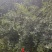 巨型榕树50-180cm提供技术指导存活率高