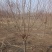 基地大量出售直径5-10公分碧桃
