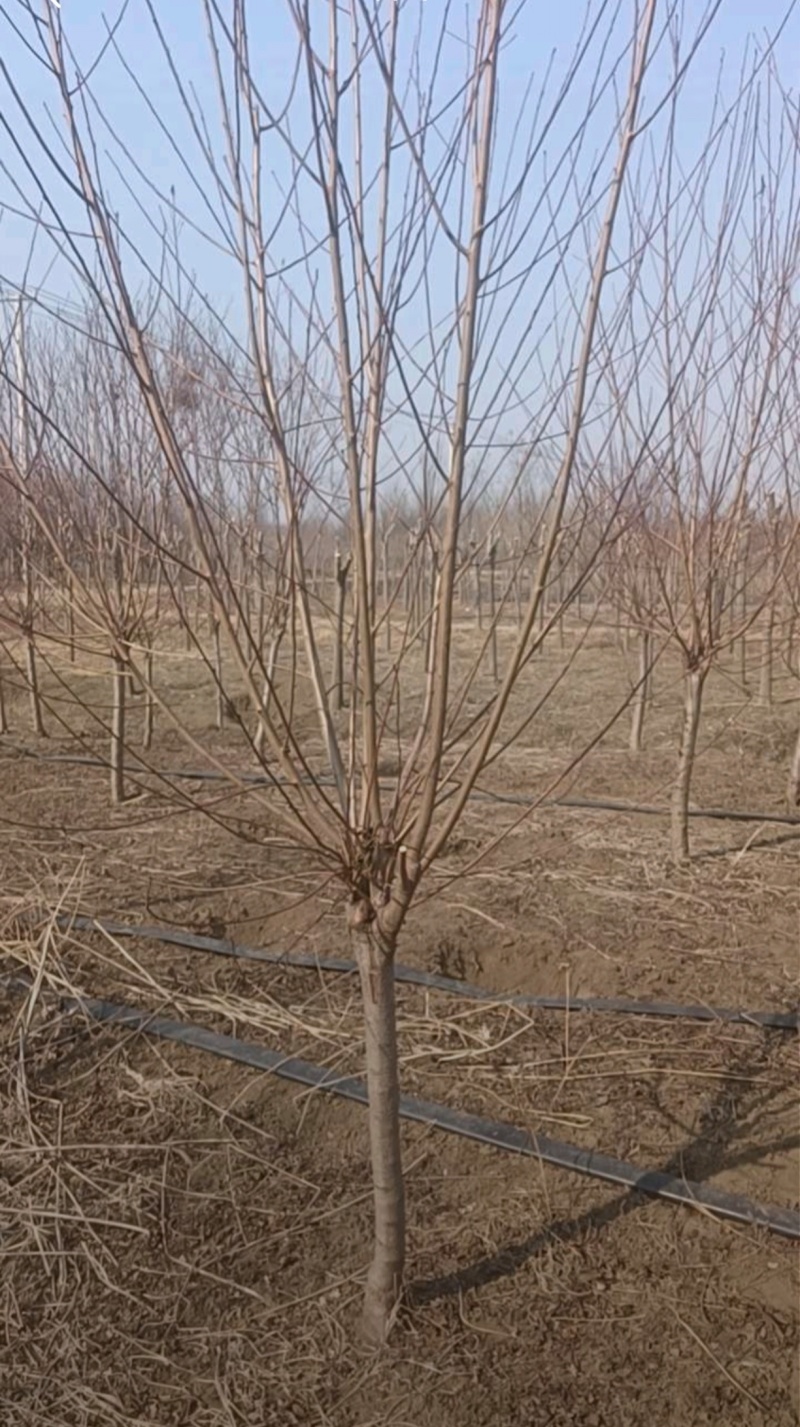 基地大量出售直径5-10公分碧桃