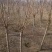 基地大量出售直径5-10公分碧桃