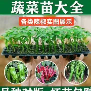 上岸陇椒苗大果螺丝椒苗，实力苗场直发保真，郝有财