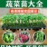上岸陇椒苗大果螺丝椒苗，实力苗场直发保真，郝有财