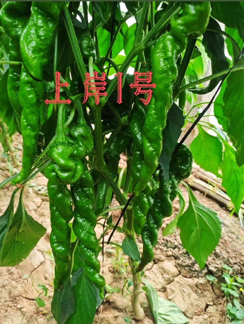 上岸陇椒苗大果螺丝椒苗，实力苗场直发保真，郝有财