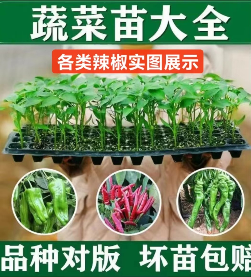 上岸陇椒苗大果螺丝椒苗，实力苗场直发保真，郝有财