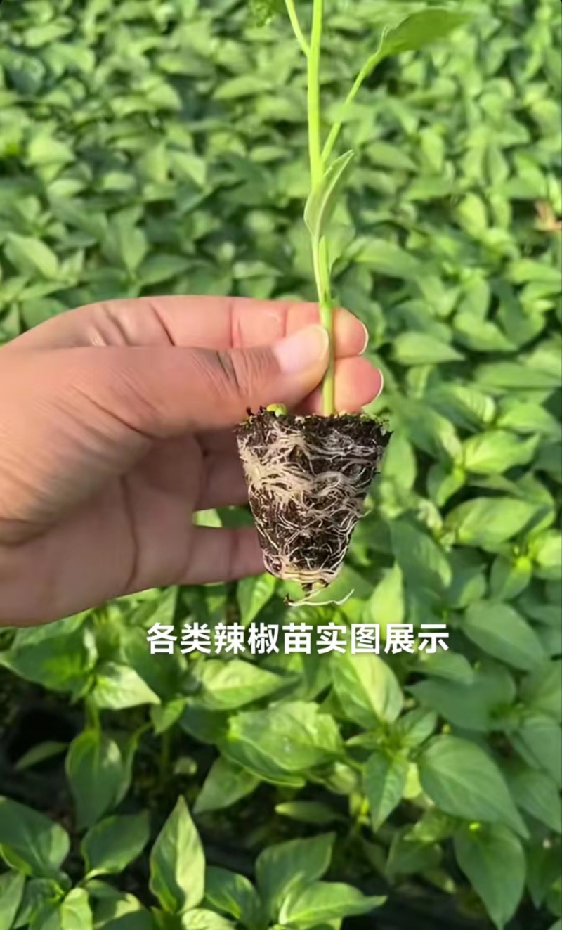 上岸陇椒苗大果螺丝椒苗，实力苗场直发保真，郝有财