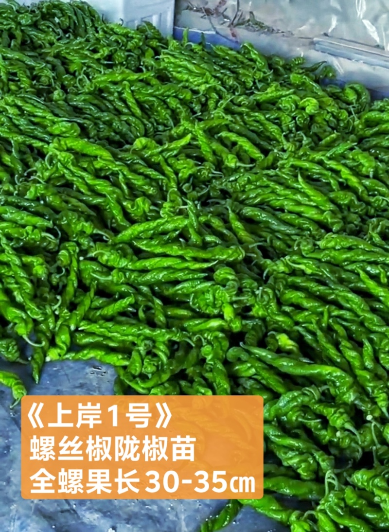 上岸陇椒苗大果螺丝椒苗，实力苗场直发保真，郝有财
