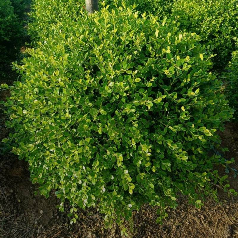 基地大量出售冠幅80-150瓜子黄杨球