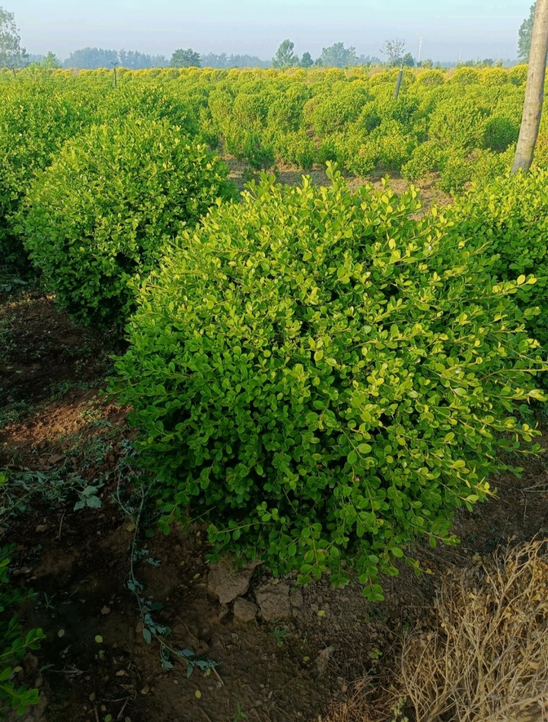 基地大量出售冠幅80-150瓜子黄杨球