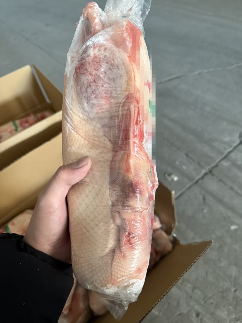 小白条鸭
