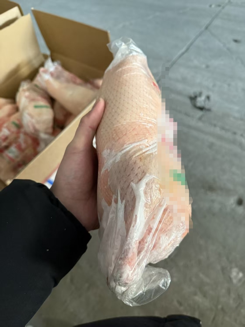 小白条鸭