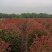 基地大量出售冠幅80-150厘米红叶石楠球