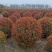 基地大量出售冠幅80-150厘米红叶石楠球