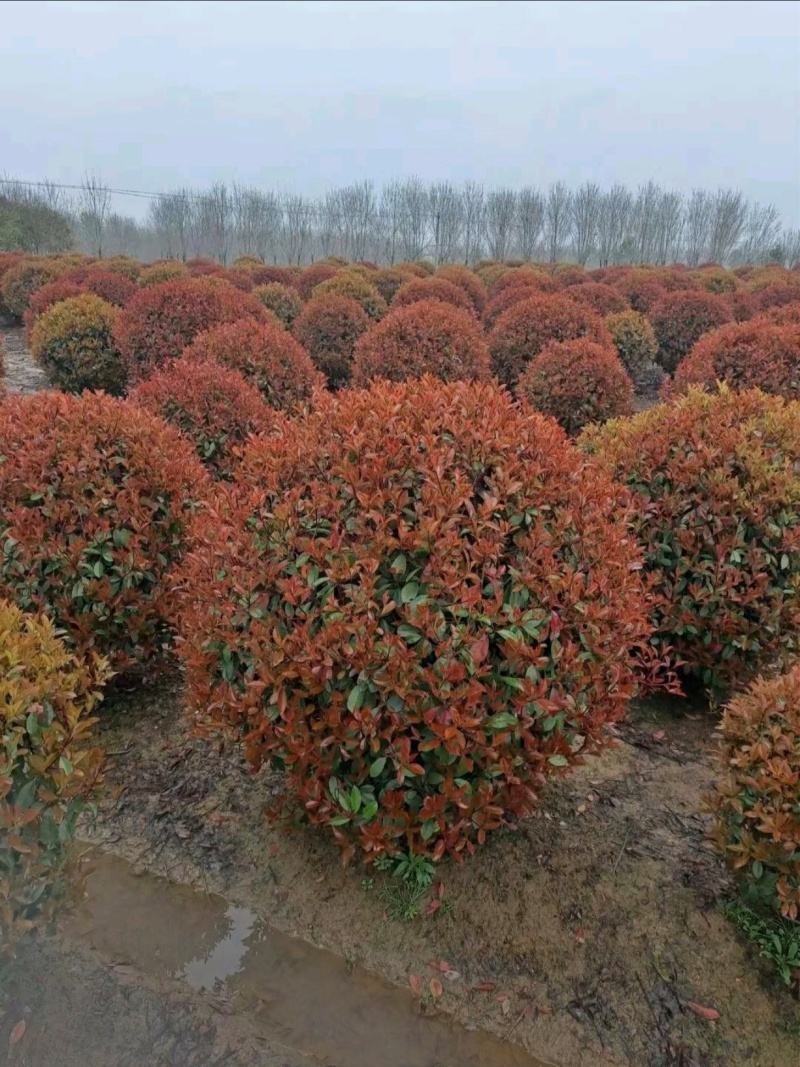 基地大量出售冠幅80-150厘米红叶石楠球